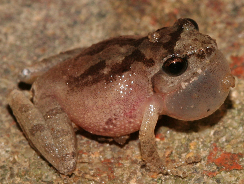 Romers_tree_frog_200_NEK.jpg