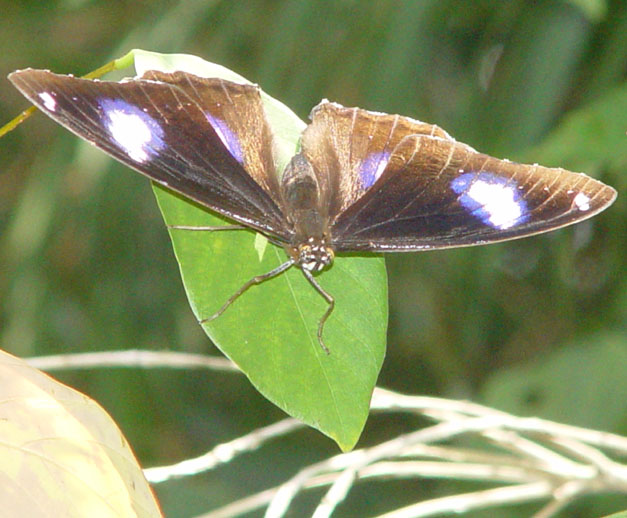 great eggfly 2.jpg