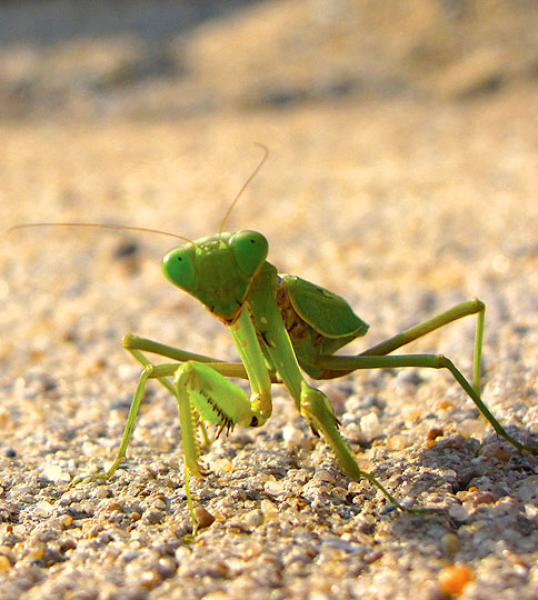 Debbie-Praying-Mantis-wp.jpg