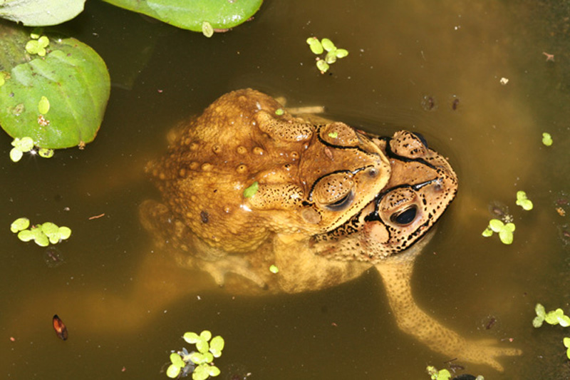 Bufo_melanostictus_amplexus_50%.jpg