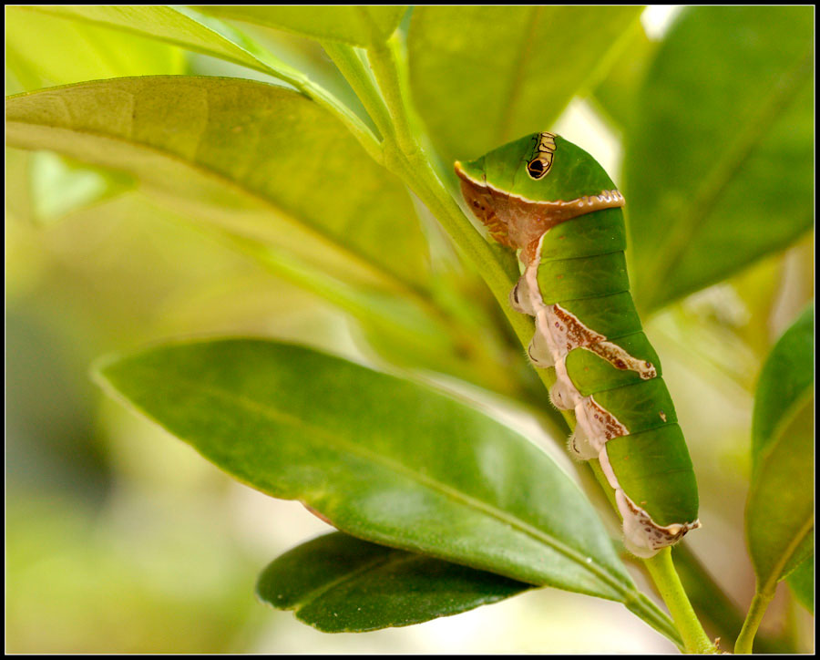 Green-caterpillar.jpg