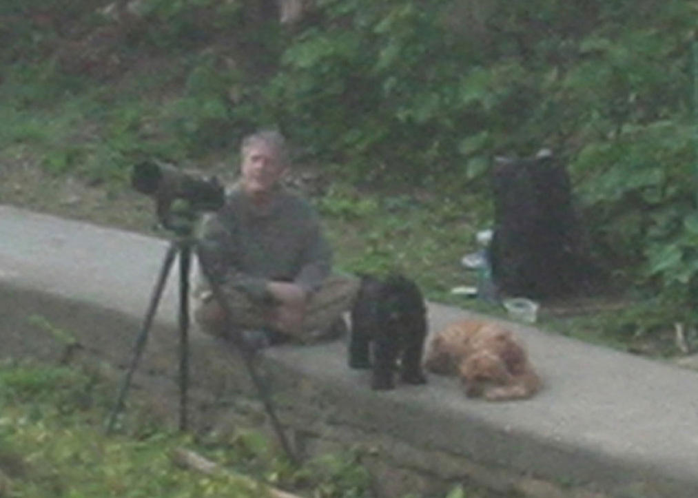 spring transients.jpg