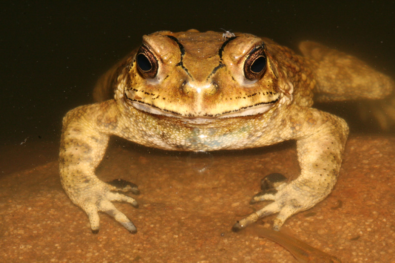 Bufo_melanostictus_male_sm.jpg