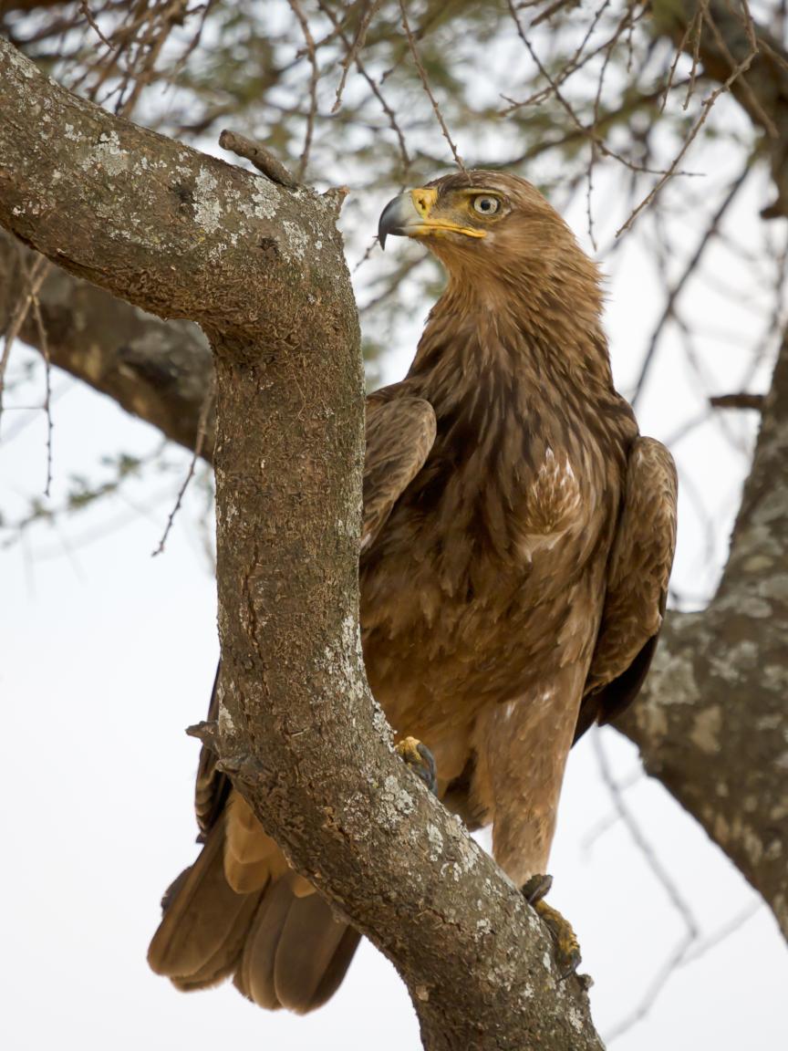 Tawny_Eagle.jpg