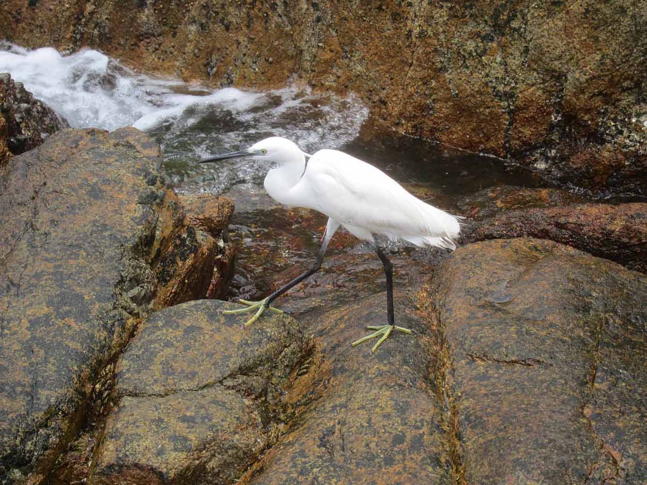 Egret 5.jpg