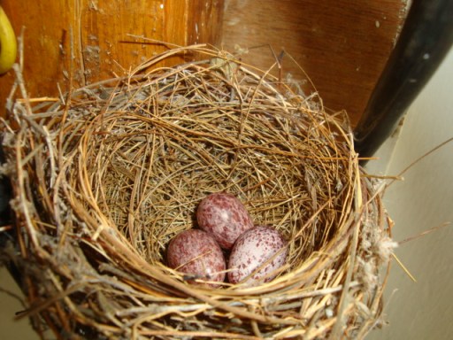 1a-bulbul-eggs2.jpg