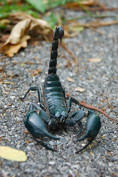 Lamma_forest_scorpion.JPG