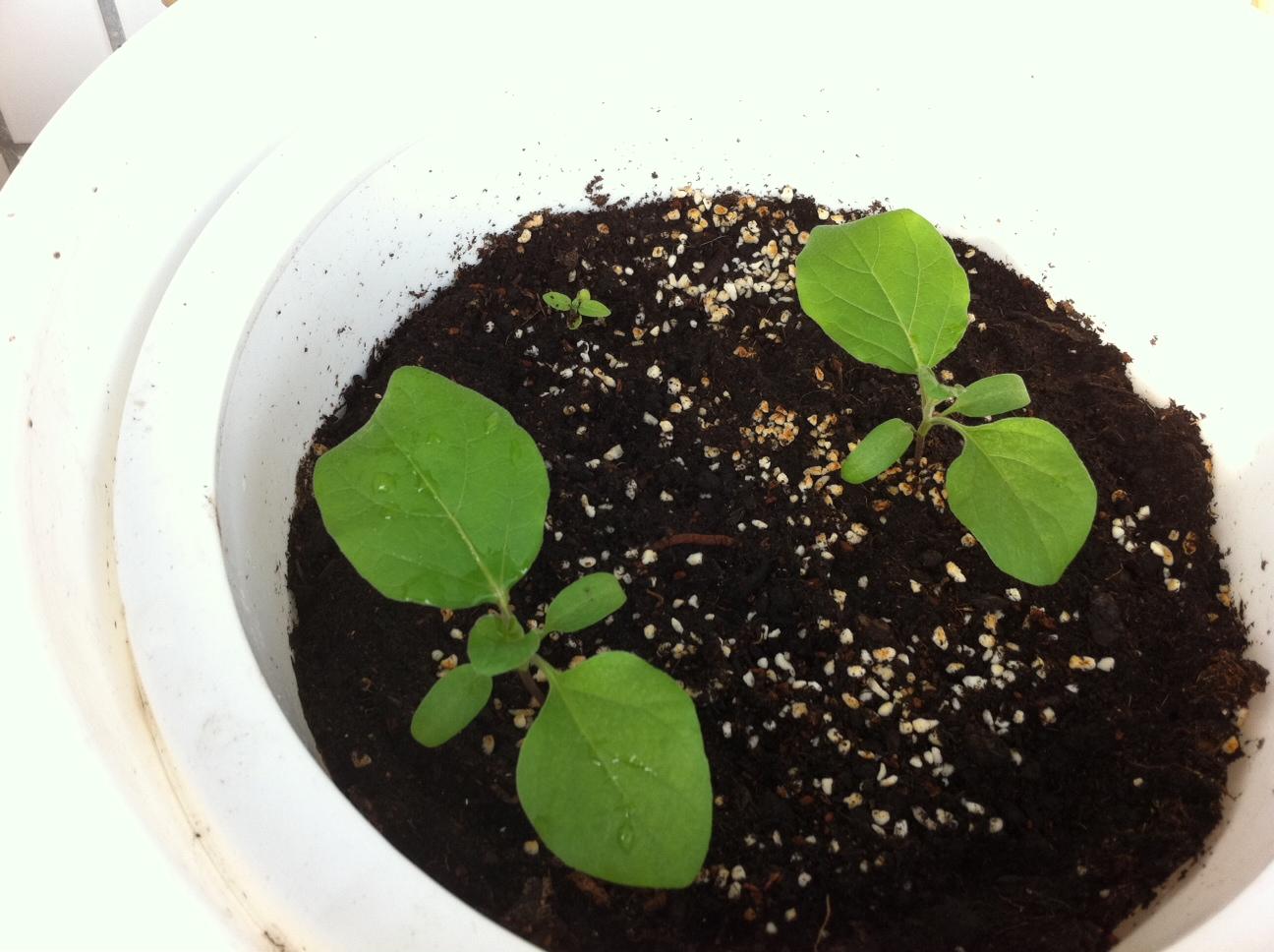 eggplant aug 26, 3 weeks.jpg