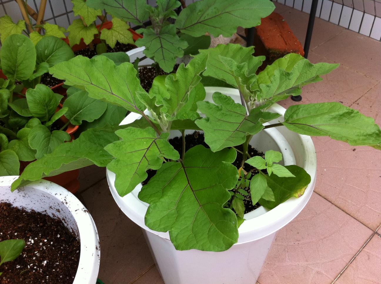 eggplant sept 16, 6 weeks.jpg