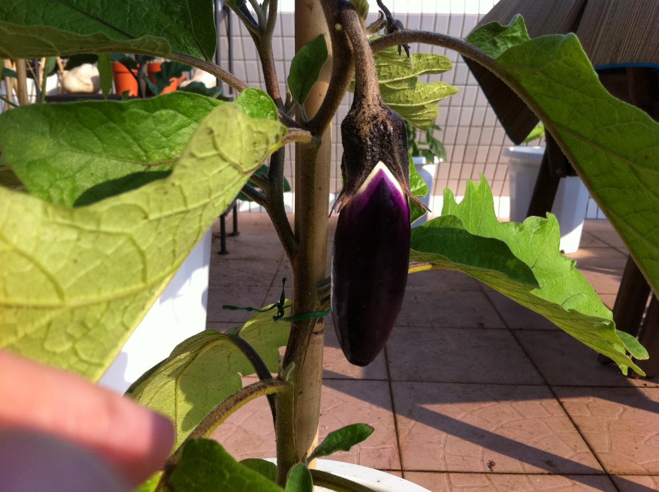 eggplant oct 22, 11 weeks.JPG