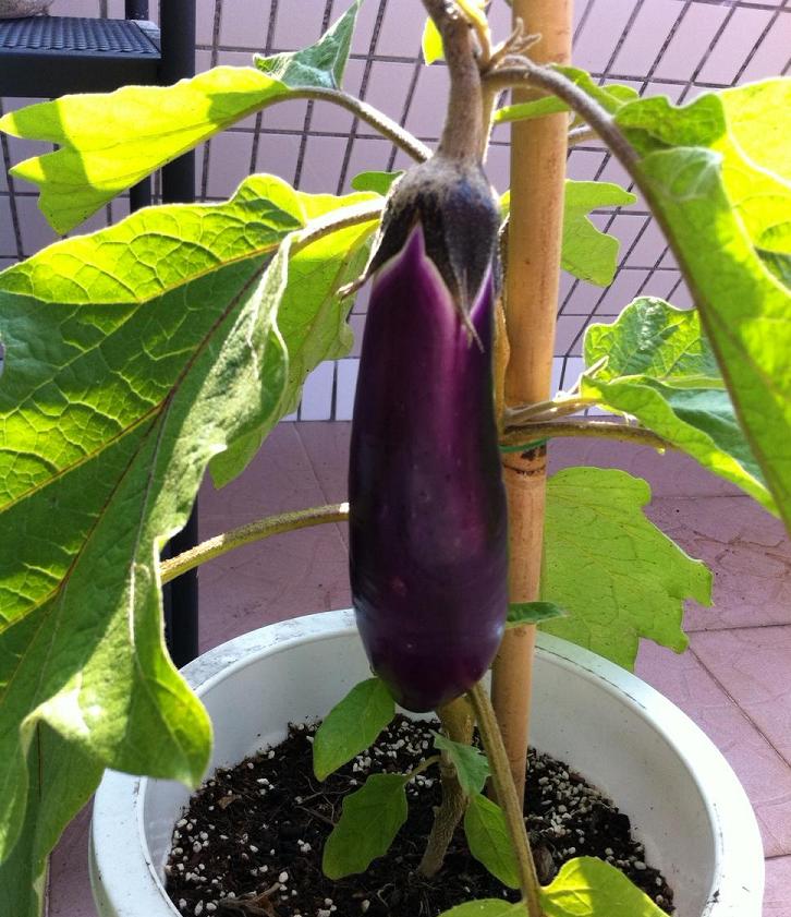 eggplant oct 29, 12 weeks.JPG