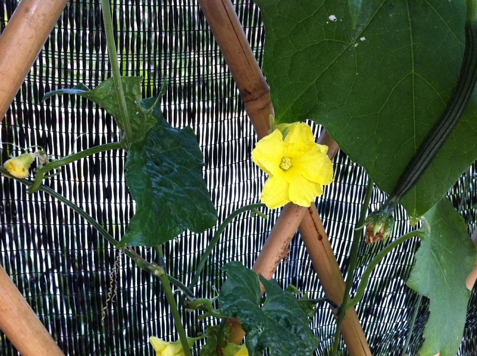 loofah blossom oct 29, 12 weeks.JPG