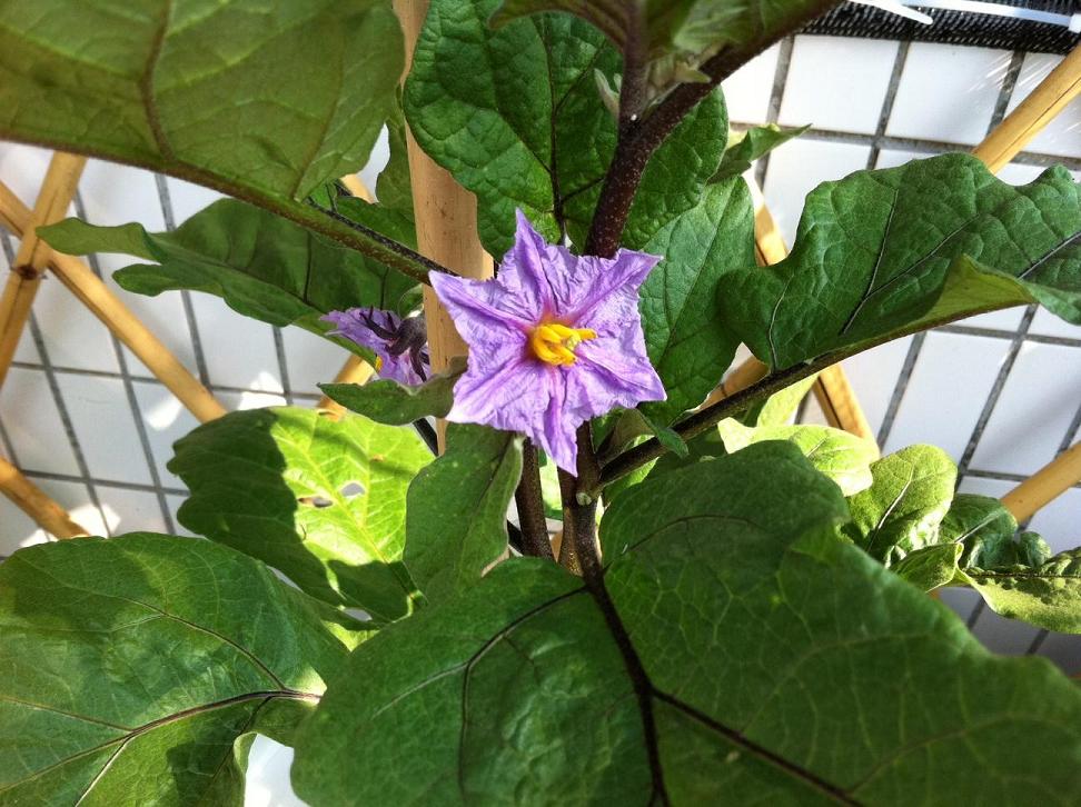 eggplant blossom oct 29, 12 weeks.JPG