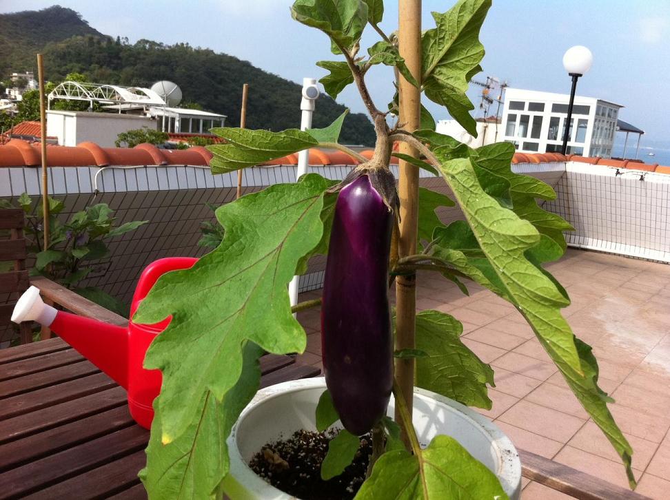 eggplant Nov 5, 13 weeks harvest.JPG