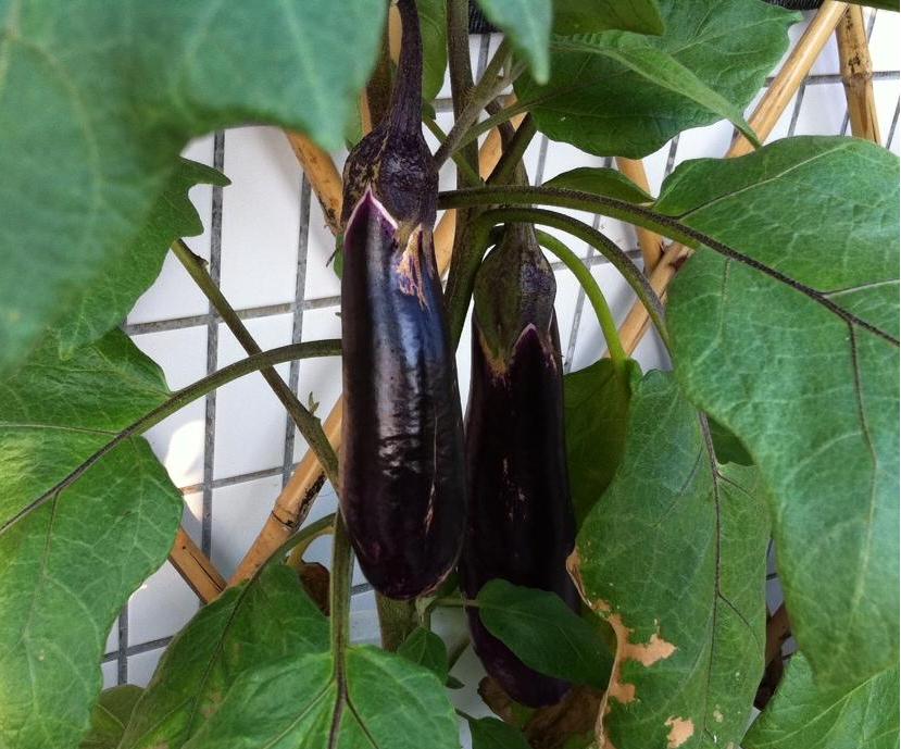 eggplant nov 12, week 14.JPG
