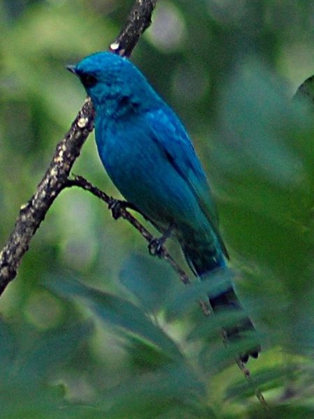 verditer flycatcher2.jpg