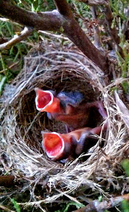 Lauren-Creamer-chicks.jpg