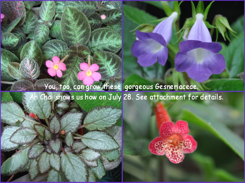 Gorgeous-Gesneriaceae.jpg