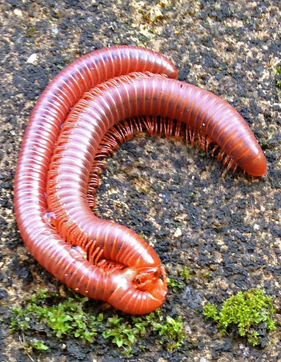 Centipedes-in-Lust.jpg