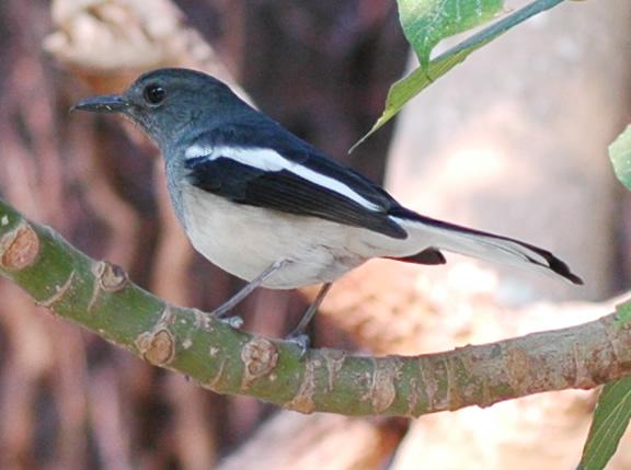 Magpie Robin.JPG