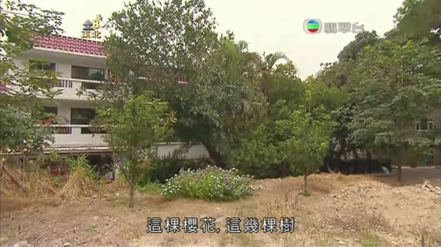 TVB-Jade-Lamma-120723-4-trees.jpg