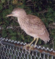 Night heron Juvenile.jpg