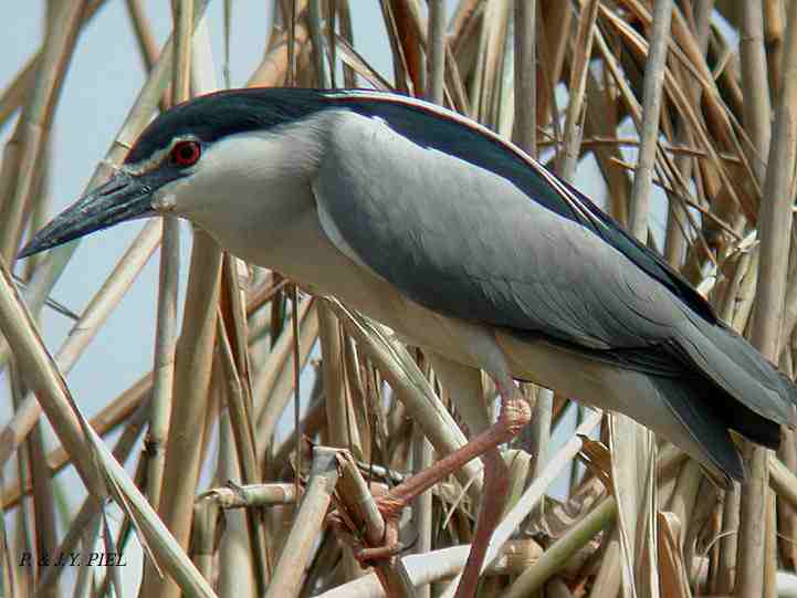 night heron - Jean-Yves Piel.jpg