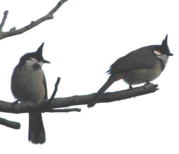 Crested Bulbul.JPG