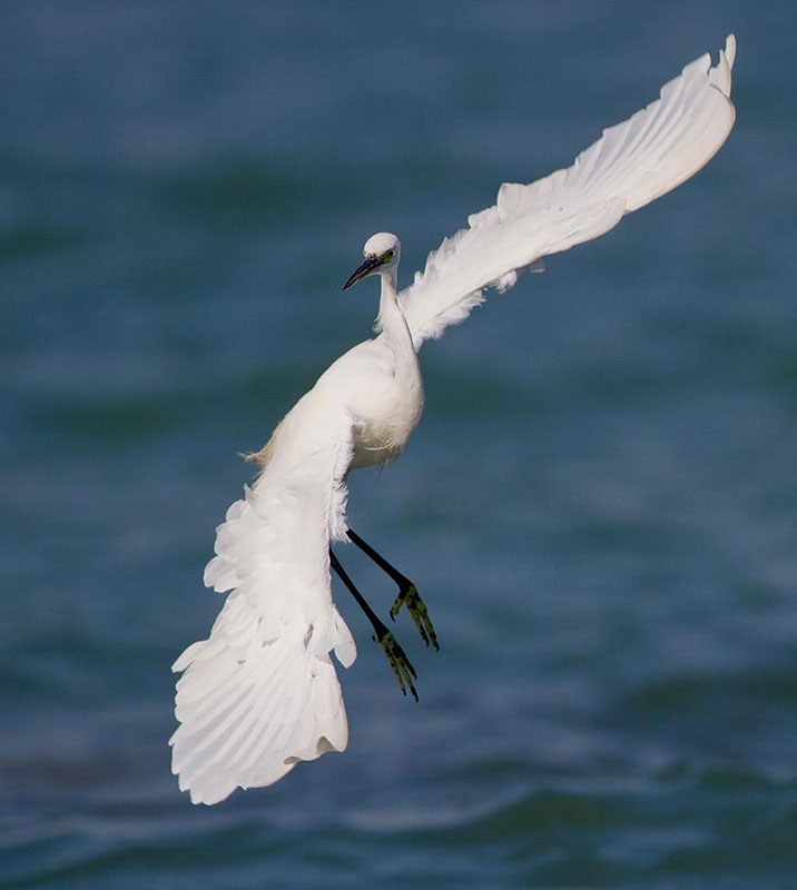 Howard-Sheard-Egret-Poser.jpg