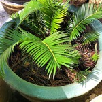 cycad pups.jpg