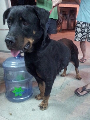 lostdog-121025-GaNam-Rottie2-lo.JPG