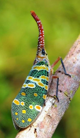 Rambler-Lanternbug.jpg