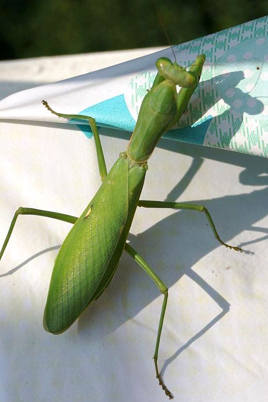 Rambler-Mantis.jpg