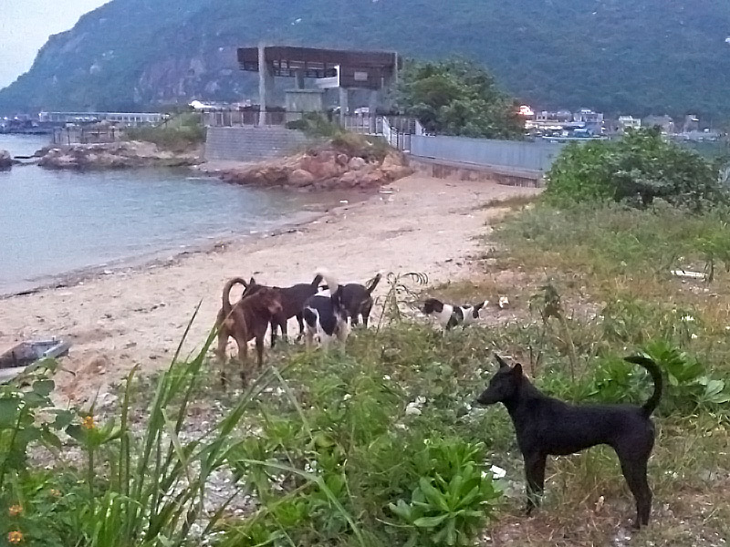 Lo-So-Shing-beach-dogs.jpg