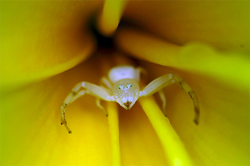 Eric-Sampson-Crab-Spider-in-Frangipani.jpg