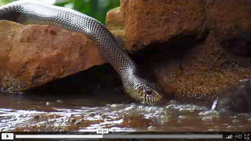 Snake-Sipping-Water.jpg