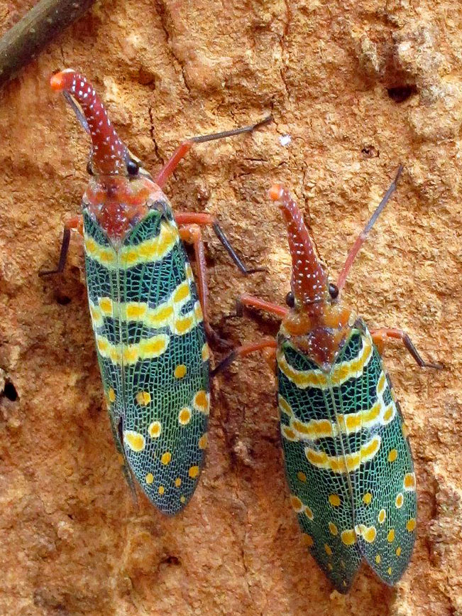 Nick-Shearman-Lanternbug.jpg