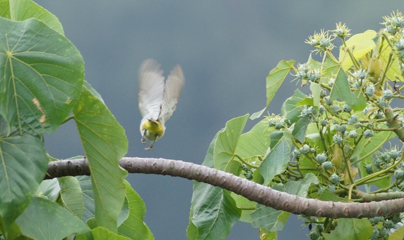 Birdsky 62F.jpg