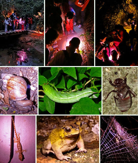 Night-Safari-collage.jpg