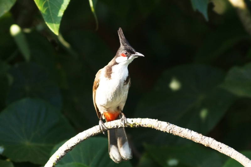 Birdsky 73F.jpg