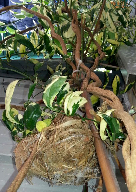 Andrew-Dembina-Bulbul-nest-below.jpg