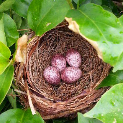 Andrew-Dembina-Bulbul-nest.jpg