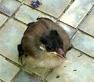 Andrew-Dembina-Bulbul-hatchling.jpg